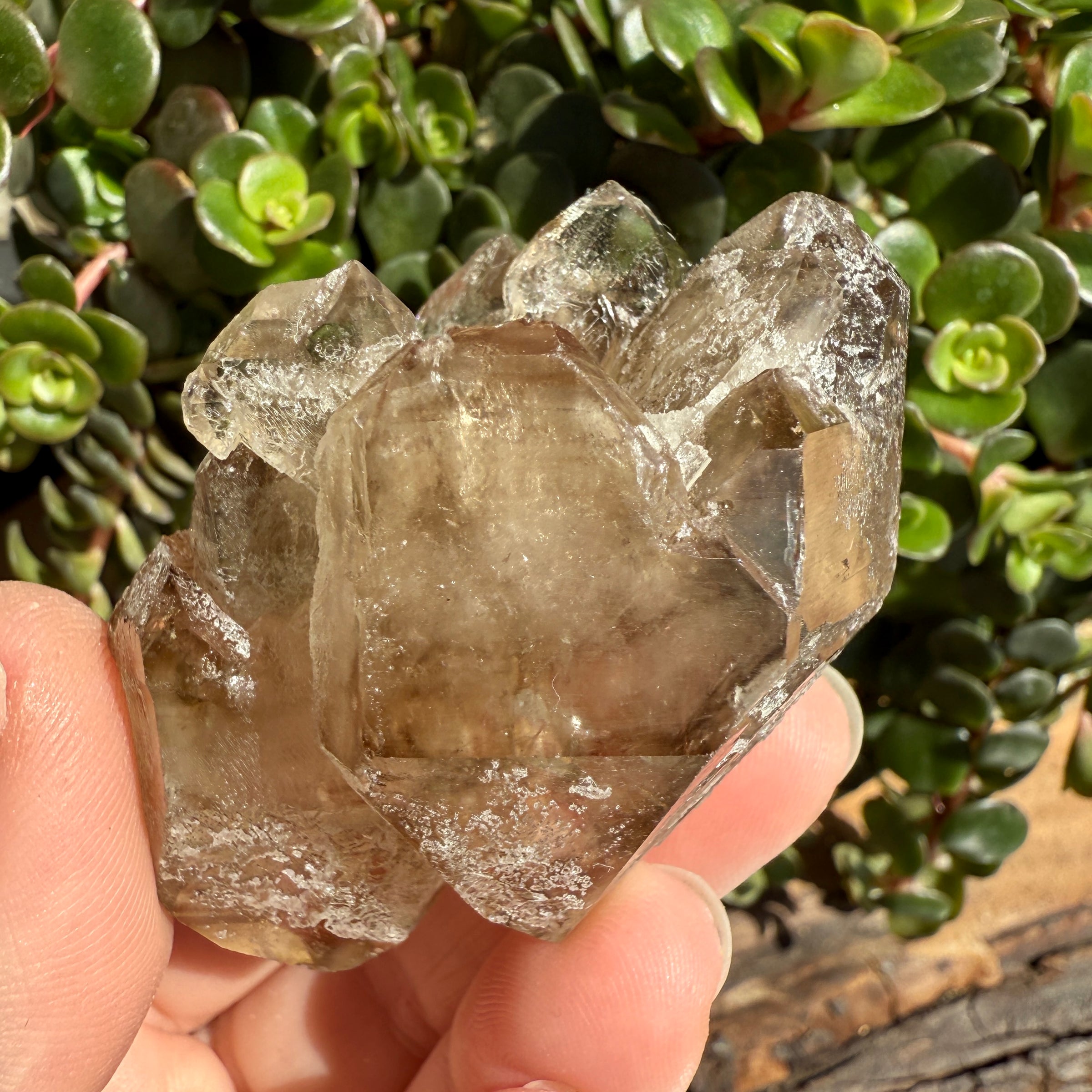 Elestial Smoky Quartz Crystal