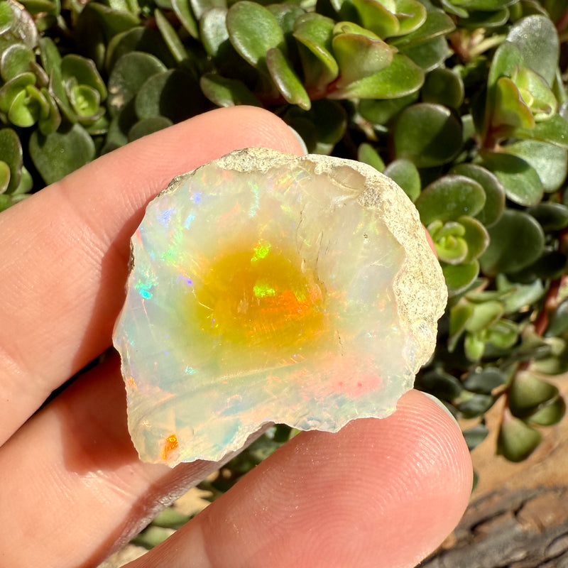 Opal - 43 Carats Natural Rough