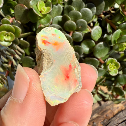 Opal - 39 Carats Natural Rough