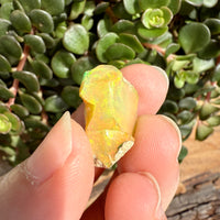 Opal - 11.5 Carats Natural Rough