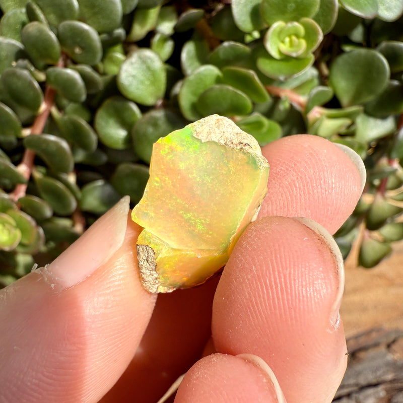 Opal - 11.5 Carats Natural Rough