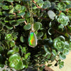 Ammolite Pendant