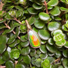 Ammolite Pendant